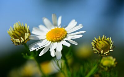 Unsere Psyche ist in der Lage sich selbst zu heilen – wenn wir sie lassen!